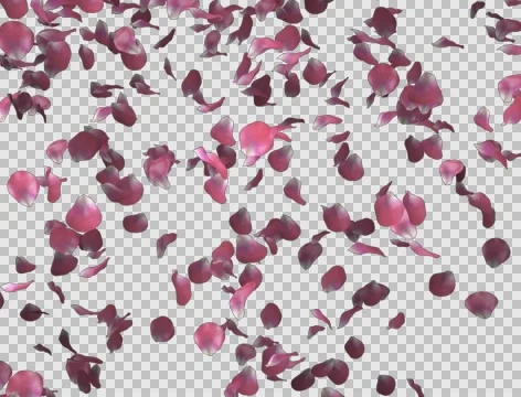 Pink rose petals falling Видео 64046286