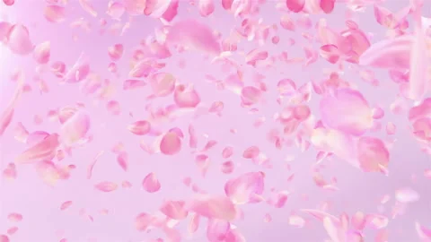 Pink Rose Petals falling loopable background in 4K Stock Footage 124002012