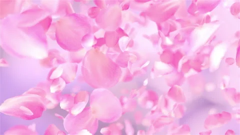 Premium Vector  Rose petals falling on pink background