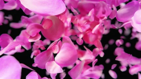 Pink Rose Petals falling loopable background in 4K Stock Footage 124161375