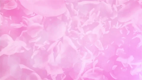 Pink Rose Petals falling loopable background in 4K Stock Footage 124250889