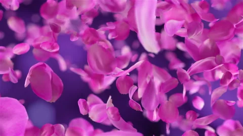 Pink Rose Petals falling loopable background in 4K Stock Footage 124437461
