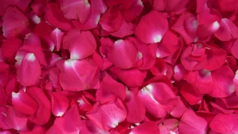 Pink rose petals falling on rose bed 120 fps Stock Footage 80922542