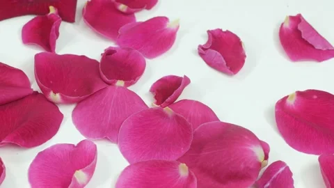 Pink Rose Petals Stock Footage 102175156