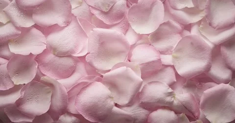 Pink rose petals Stock Footage 174082479