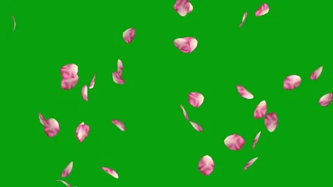 Pink rose petals free falling g231 Stock Footage 339317745