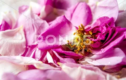 Pink rose petals Stock Photos