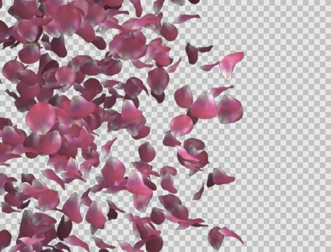 Pink rose petals transition left to right Видео 64046485