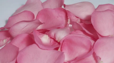 Pink rose petals turning Stock Footage 33691918