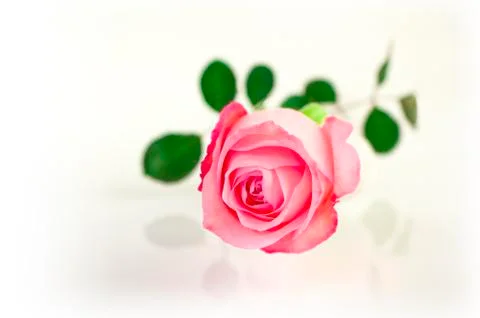 Pink rose Stock Photos