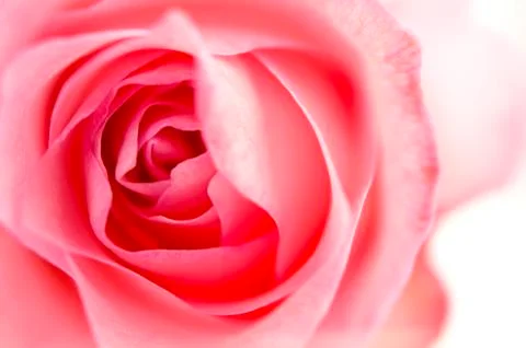 Pink rose Stock Photos