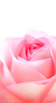 Pink rose Stock Photos