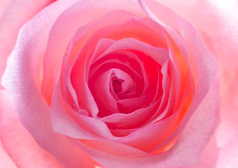 Pink rose Stock Photos