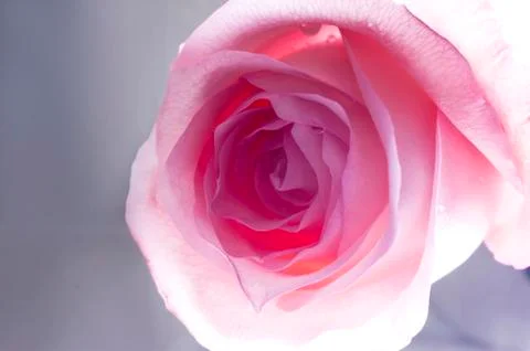 Pink rose Stock Photos