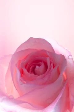 Pink rose Stock Photos