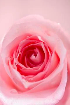 Pink rose Stock Photos