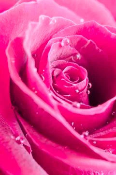 Pink rose Stock Photos