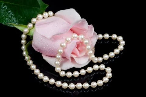 Pink rose Stock Photos