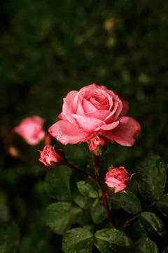 Pink rose  Stock Photos