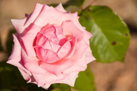 Pink rose Stock Photos