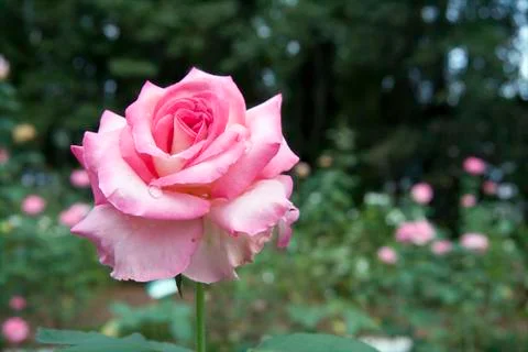Pink rose Stock Photos