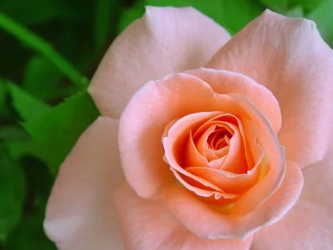 Pink rose Stock Photos