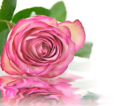 Pink rose Stock Photos