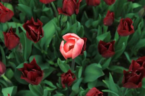 Pink rose Stock Photos