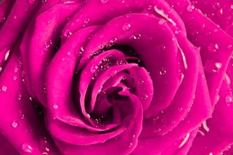 Pink rose Stock Photos