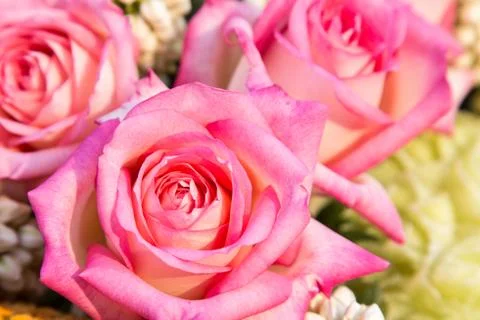 Pink rose Stock Photos