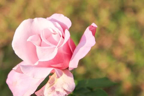 Pink rose Stock Photos