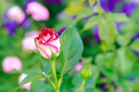 Pink rose Stock Photos