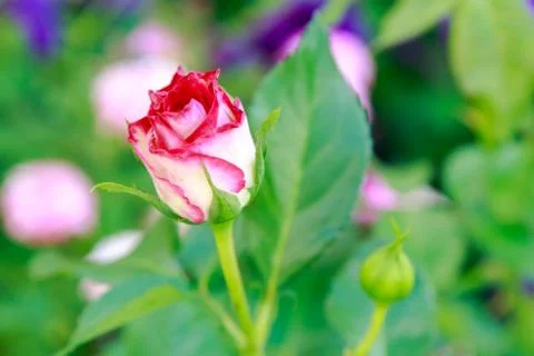 Pink rose Stock Photos