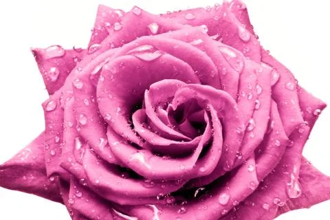 Pink rose Stock Photos