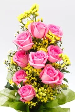 Pink rose Stock Photos