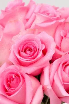 Pink rose Stock Photos