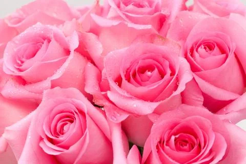 Pink rose Stock Photos