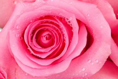Pink rose Stock Photos