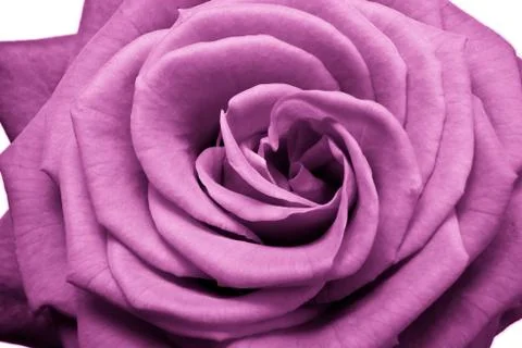 Pink rose Stock Photos