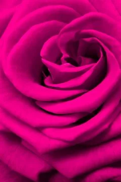 Pink rose Stock Photos