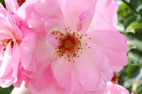Pink rose Stock Photos