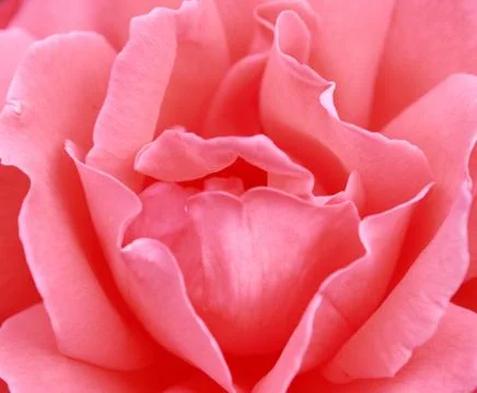 Pink rose Stock Photos