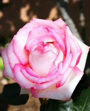 Pink rose Stock Photos