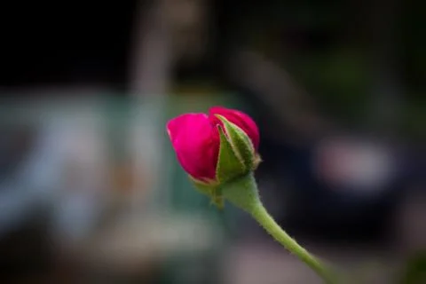 Pink rose Stock Photos