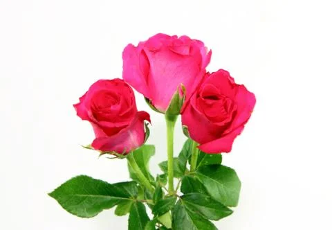 Pink rose Stock Photos