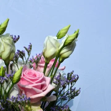 Pink rose Stock Photos