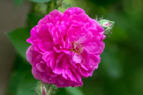 Pink rose Stockfoto's