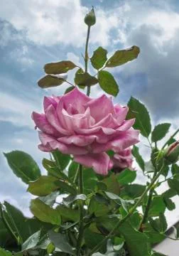 Pink rose Stock Photos