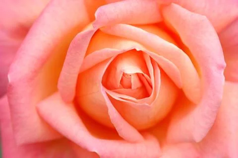 Pink rose Foto stock