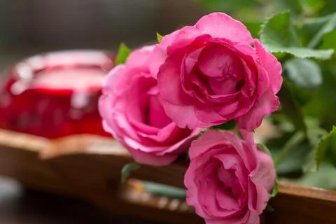 Pink rose Stock Photos
